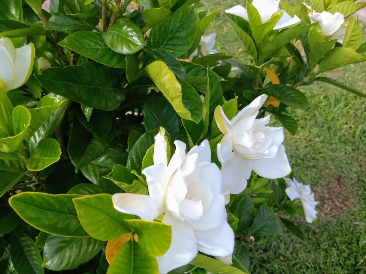 Posada Quinta Pata Ezeiza Dış mekan fotoğraf